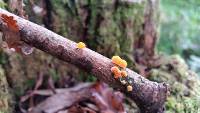 Favolaschia calocera image