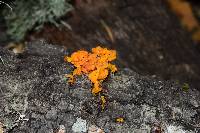 Tremella aurantia image