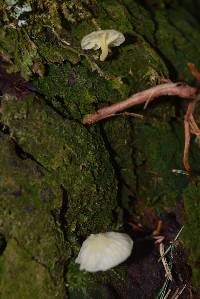 Lichenomphalia umbellifera image