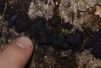 Annulohypoxylon multiforme image