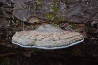 Ganoderma applanatum image