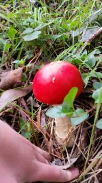 Amanita muscaria image