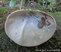 Auricularia cornea image