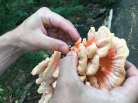 Laetiporus cincinnatus image