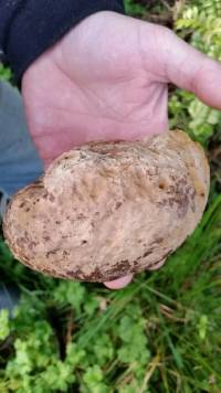 Laetiporus portentosus image