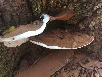 Ganoderma applanatum image