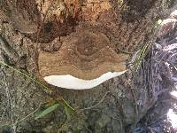 Ganoderma brownii image