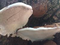 Ganoderma applanatum image