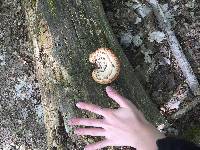 Polyporus squamosus image