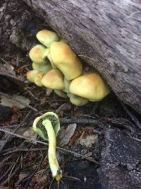 Hypholoma fasciculare image