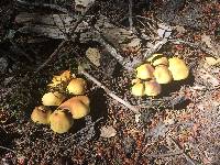 Hypholoma fasciculare image