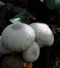 Lycoperdon perlatum image