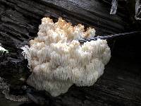 Hericium americanum image