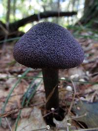 Cortinarius violaceus image