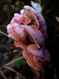 Phlebia incarnata image