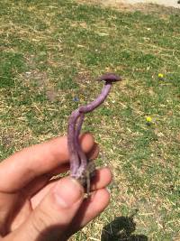 Laccaria amethystina image