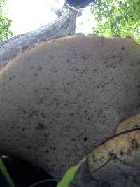 Polyporus squamosus image