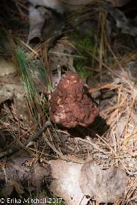 Gyromitra esculenta image