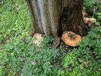 Polyporus squamosus image