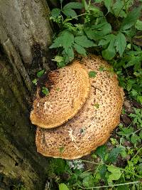 Polyporus squamosus image