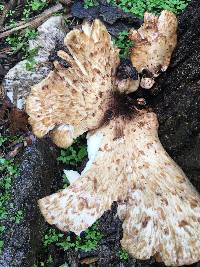 Polyporus squamosus image