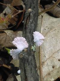 Schizophyllum commune image