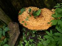 Polyporus squamosus image