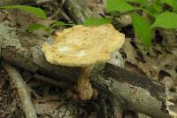 Polyporus craterellus image