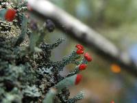 Cladonia cristatella image