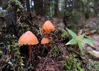 Entoloma quadratum image