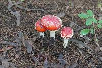 Amanita muscaria image