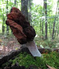 Gyromitra infula image