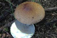 Amanita amerirubescens image