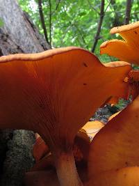 Omphalotus illudens image