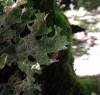 Lobaria pulmonaria image