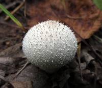 Lycoperdon perlatum image