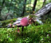 Mycena haematopus image