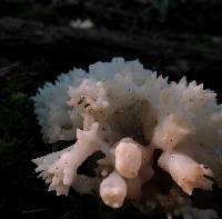 Tremella reticulata image