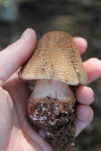 Amanita amerirubescens image