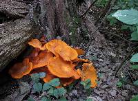 Omphalotus illudens image