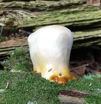 Ganoderma tsugae image