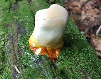 Ganoderma tsugae image