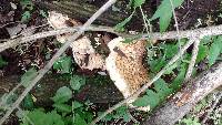 Polyporus squamosus image