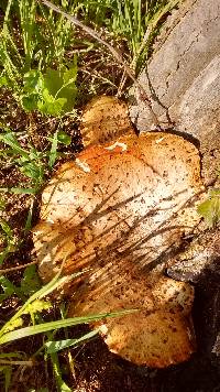 Polyporus squamosus image