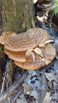 Polyporus squamosus image