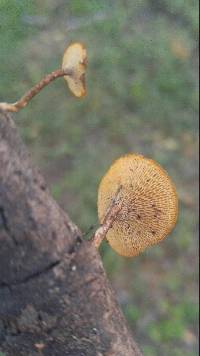 Polyporus arcularius image