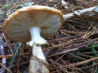 Amanita muscaria image