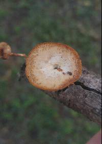 Polyporus arcularius image