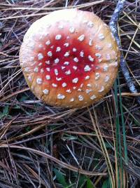 Amanita muscaria image