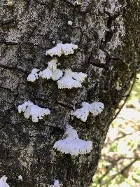 Schizophyllum commune image